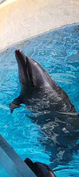 新江ノ島水族館に投稿された画像（2023/8/18）