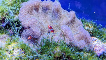 名古屋港水族館に投稿された画像（2023/8/18）