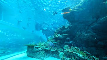 名古屋港水族館に投稿された画像（2023/8/18）