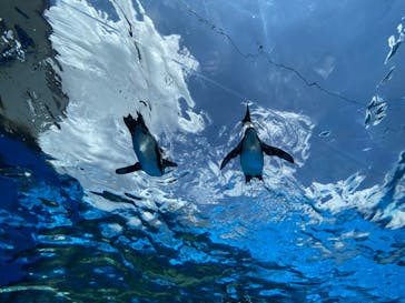 サンシャイン水族館に投稿された画像（2023/8/18）