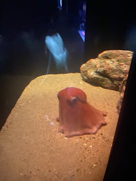 環境水族館アクアマリンふくしまに投稿された画像（2023/8/18）