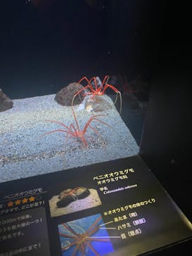 環境水族館アクアマリンふくしまに投稿された画像（2023/8/18）