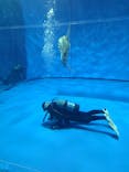 アクアワールド茨城県大洗水族館に投稿された画像（2023/8/18）