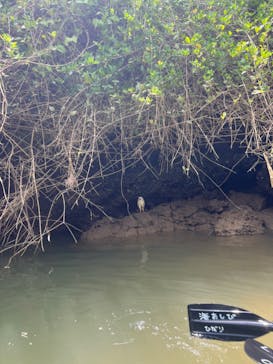 沖縄海うさぎ・海あしびに投稿された画像（2023/8/18）