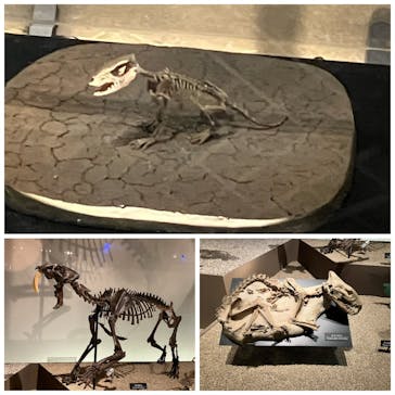 国立科学博物館に投稿された画像（2023/8/18）