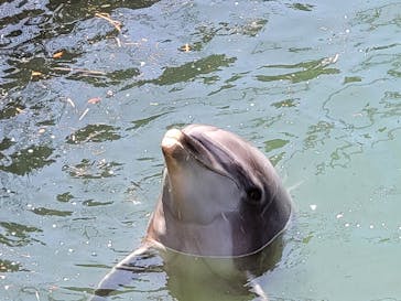 伊豆・三津シーパラダイスに投稿された画像（2023/8/18）