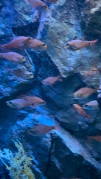 名古屋港水族館に投稿された画像（2023/8/18）