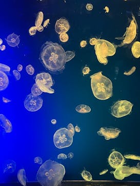 名古屋港水族館に投稿された画像（2023/8/18）