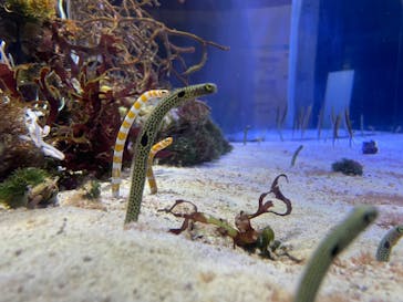 名古屋港水族館に投稿された画像（2023/8/18）