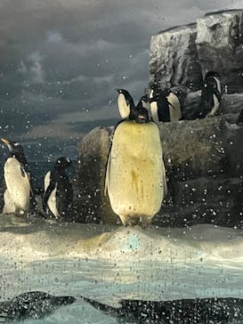 名古屋港水族館に投稿された画像（2023/8/18）