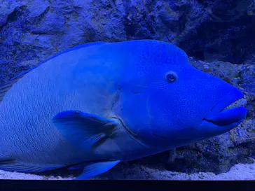 すみだ水族館に投稿された画像（2023/8/18）