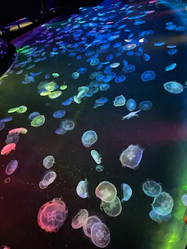 すみだ水族館に投稿された画像（2023/8/18）