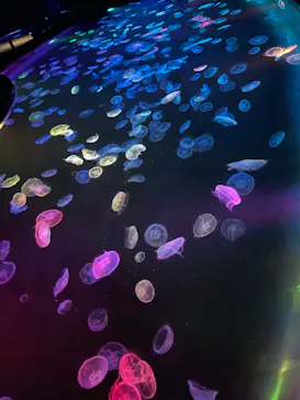 すみだ水族館に投稿された画像（2023/8/18）