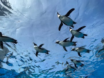 サンシャイン水族館に投稿された画像（2023/8/18）