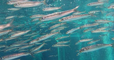 環境水族館アクアマリンふくしまに投稿された画像（2023/8/18）