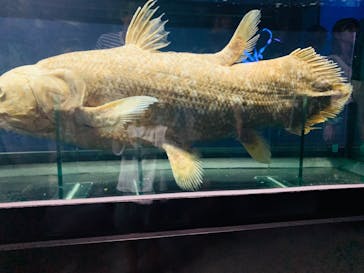 特別展「海　―生命のみなもと―」（国立科学博物館）に投稿された画像（2023/8/18）