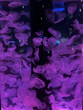 マクセル アクアパーク品川に投稿された画像（2023/8/18）