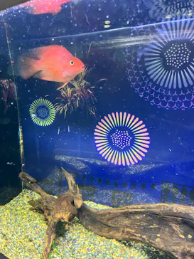 マクセル アクアパーク品川に投稿された画像（2023/8/18）