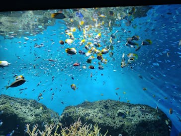 アクアワールド茨城県大洗水族館に投稿された画像（2023/8/18）