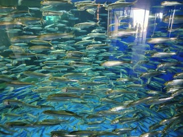 アクアワールド茨城県大洗水族館に投稿された画像（2023/8/18）