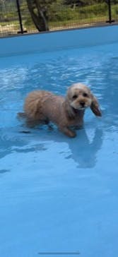 わんダフルネイチャーヴィレッジに投稿された画像（2023/8/18）