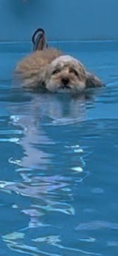 わんダフルネイチャーヴィレッジに投稿された画像（2023/8/18）