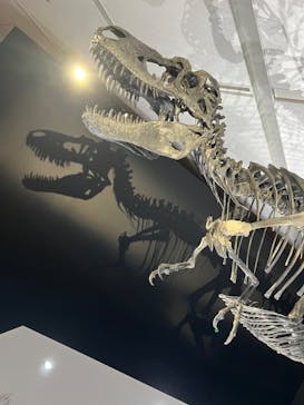DinoScience 恐竜科学博 2023@TOKYO MIDTOWNに投稿された画像（2023/8/18）