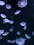 サンシャイン水族館に投稿された画像（2023/8/19）
