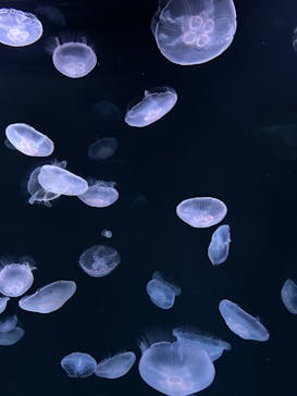 サンシャイン水族館に投稿された画像（2023/8/18）