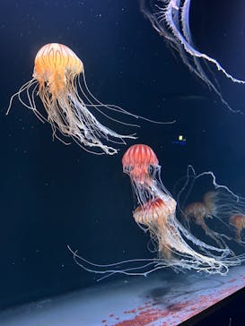 サンシャイン水族館に投稿された画像（2023/8/18）