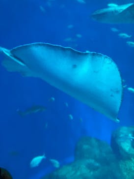 アクアワールド茨城県大洗水族館に投稿された画像（2023/8/18）