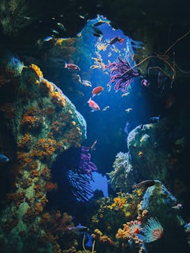 サンシャイン水族館に投稿された画像（2023/8/18）