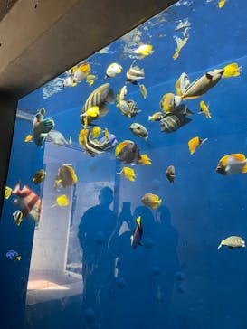 環境水族館アクアマリンふくしまに投稿された画像（2023/8/18）