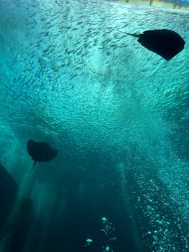 環境水族館アクアマリンふくしまに投稿された画像（2023/8/18）