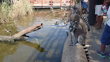 神戸どうぶつ王国に投稿された画像（2023/8/16）