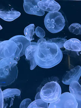 仙台うみの杜水族館に投稿された画像（2023/8/18）