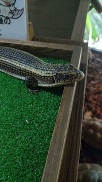 体感型動物園iZooに投稿された画像（2023/8/18）