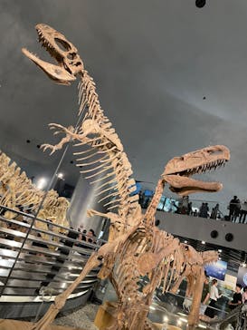 福井県立恐竜博物館に投稿された画像（2023/8/18）