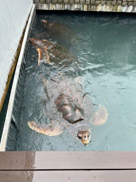 串本海中公園水族館に投稿された画像（2023/8/18）