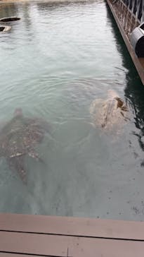 串本海中公園水族館に投稿された画像（2023/8/18）