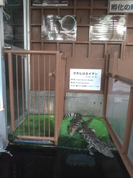 熱川バナナワニ園に投稿された画像（2023/8/18）