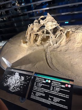 福井県立恐竜博物館に投稿された画像（2023/8/19）