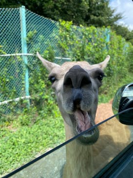 岩手サファリパークに投稿された画像（2023/8/19）