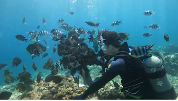 武藤潜水に投稿された画像（2023/8/19）