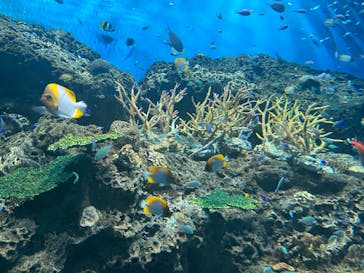 アクアワールド茨城県大洗水族館に投稿された画像（2023/8/19）