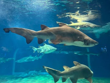 アクアワールド茨城県大洗水族館に投稿された画像（2023/8/19）