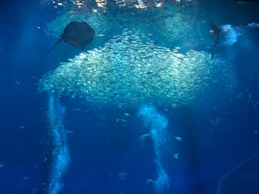アクアワールド茨城県大洗水族館に投稿された画像（2023/8/19）