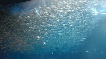 名古屋港水族館に投稿された画像（2023/8/19）