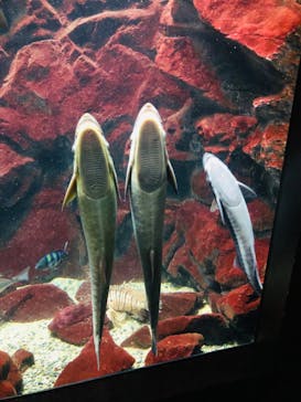 上越市立水族博物館 うみがたりに投稿された画像（2023/8/19）