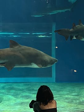 アクアワールド茨城県大洗水族館に投稿された画像（2023/8/19）